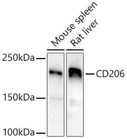 Mannose Receptor/CD206 Rabbit pAb