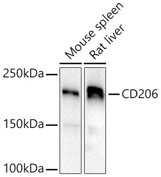 Mannose Receptor/CD206 Rabbit pAb