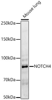 NOTCH4 Rabbit pAb