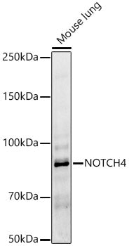 NOTCH4 Rabbit pAb