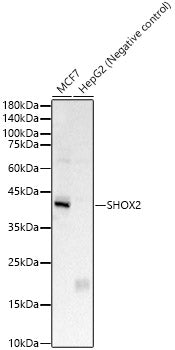 SHOX2 Rabbit pAb