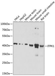 ITPK1 Rabbit pAb