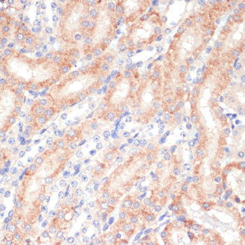 WNT5B Rabbit pAb