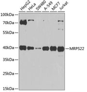 MRPS22 Rabbit pAb