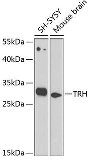 TRH Rabbit pAb
