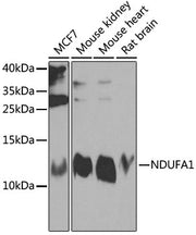 NDUFA1 Rabbit pAb
