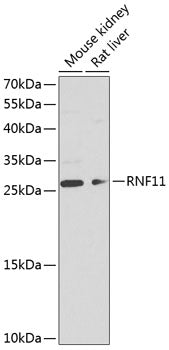 RNF11 Rabbit pAb