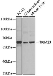 TRIM23 Rabbit pAb