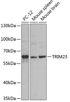 TRIM23 Rabbit pAb