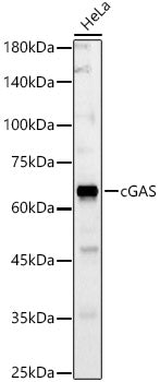 cGAS Rabbit pAb