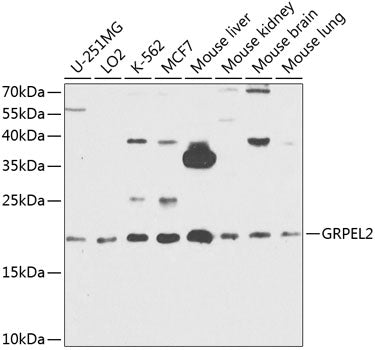 GRPEL2 Rabbit pAb