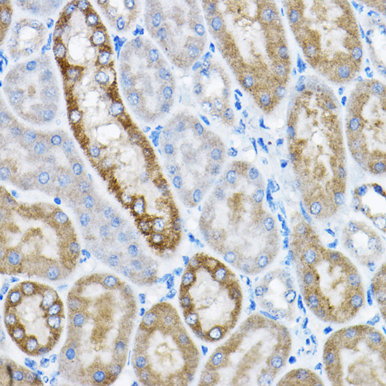 GRPEL2 Rabbit pAb