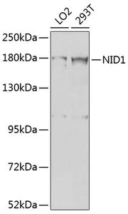 NID1 Rabbit pAb