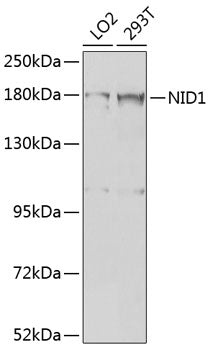 NID1 Rabbit pAb