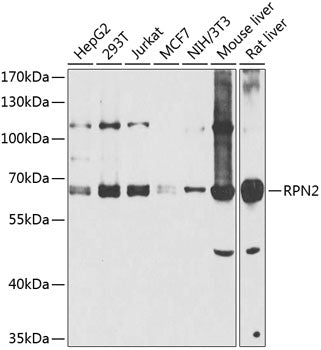 RPN2 Rabbit pAb