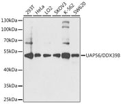 UAP56/DDX39B Rabbit pAb