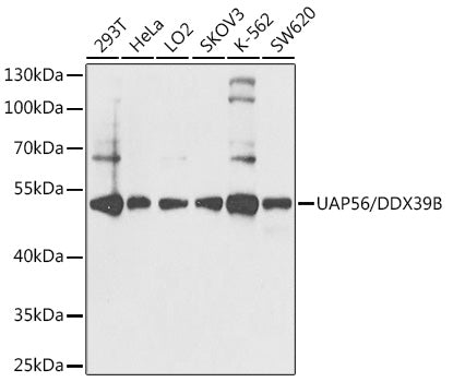 UAP56/DDX39B Rabbit pAb
