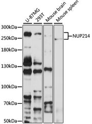 NUP214 Rabbit pAb