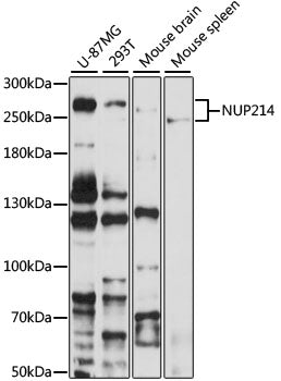 NUP214 Rabbit pAb