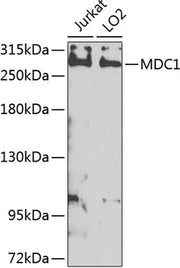 MDC1 Rabbit pAb