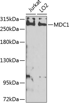 MDC1 Rabbit pAb