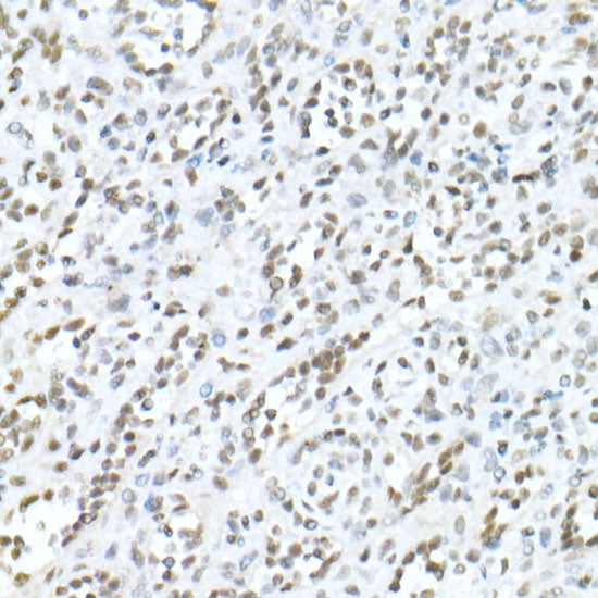 MDC1 Rabbit pAb
