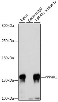 PPP4R1 Rabbit pAb