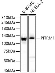 PITRM1 Rabbit pAb