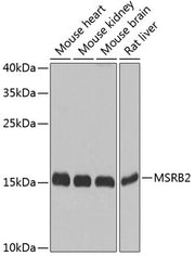 MSRB2 Rabbit pAb