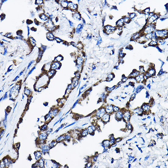 MSRB2 Rabbit pAb