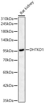 DHTKD1 Rabbit pAb