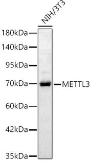 [KD Validated] METTL3 Rabbit pAb