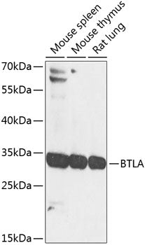 BTLA Rabbit pAb