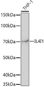 IL4I1 Rabbit pAb