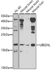 UBE2NL Rabbit pAb