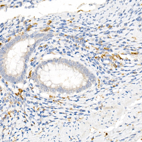 CD163 Rabbit pAb