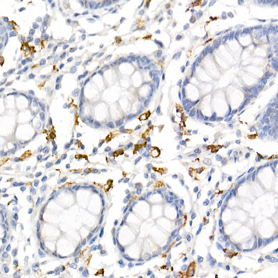 CD163 Rabbit pAb