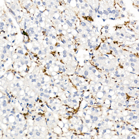 CD163 Rabbit pAb
