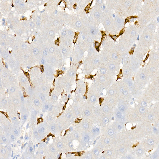 CD163 Rabbit pAb