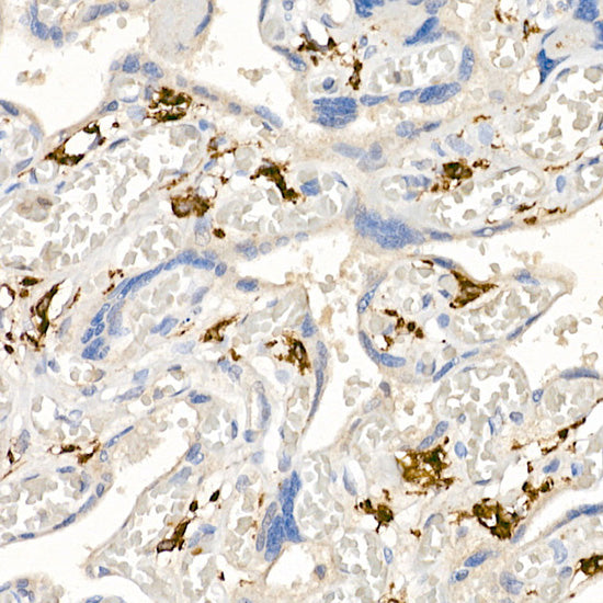 CD163 Rabbit pAb
