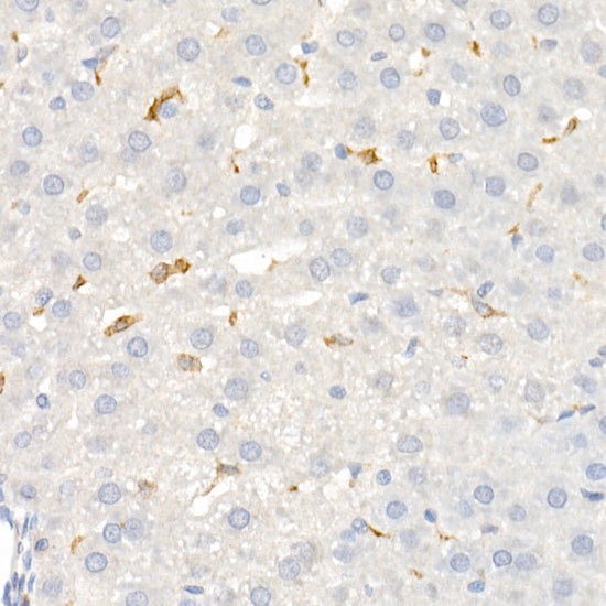CD163 Rabbit pAb