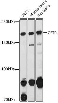 CFTR Rabbit pAb