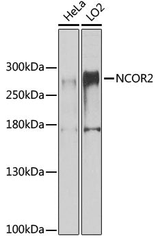 NCOR2 Rabbit pAb