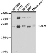 RAB24 Rabbit pAb
