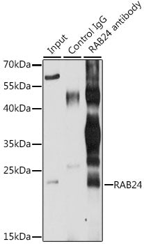 RAB24 Rabbit pAb