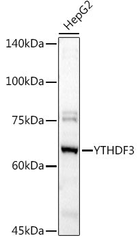 YTHDF3 Rabbit pAb