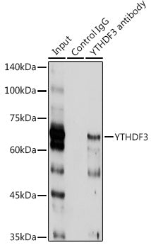 YTHDF3 Rabbit pAb
