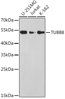 TUBB8 Rabbit pAb
