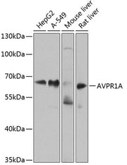 AVPR1A Rabbit pAb