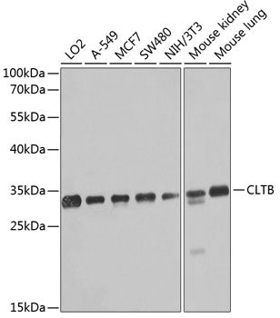 CLTB Rabbit pAb